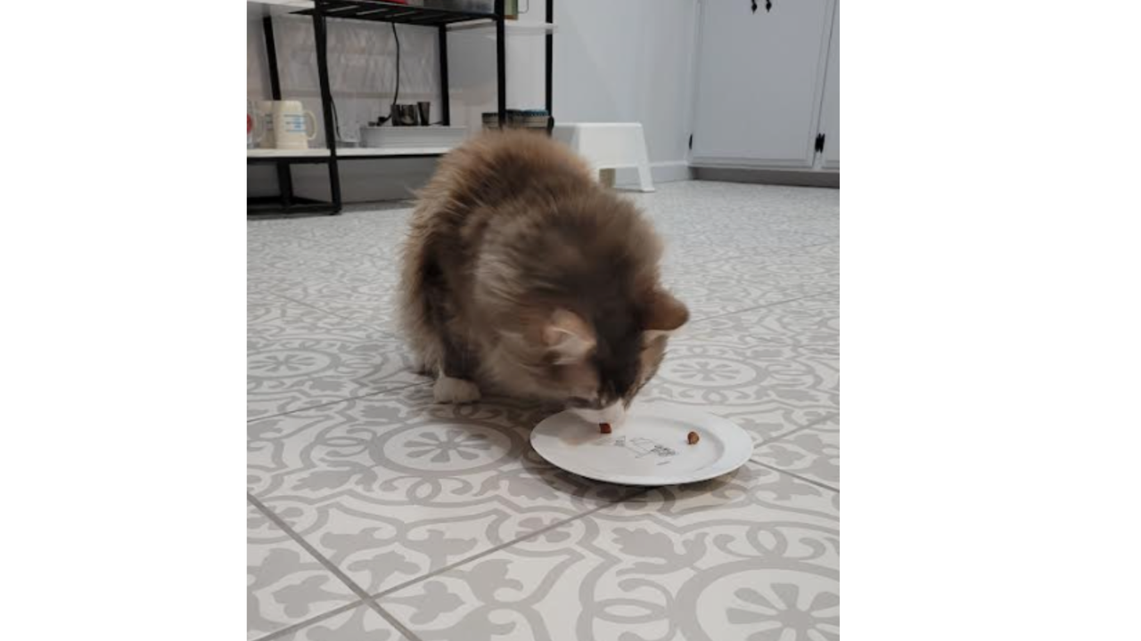 Rashmi's cat Max eating the American Journey Chicken Recipe Grain-Free Soft &amp; Chewy Cat Treats, one of the best cat treats