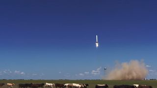 The reusable Grasshopper rocket built by SpaceX flies on an Aug. 14, 2013 test flight, apparently spooking a herd of cows near the McGregor, Texas, rocket proving grounds.
