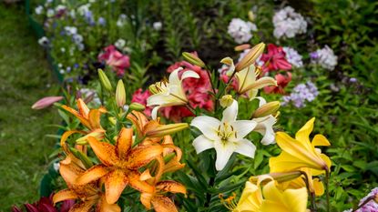 Lilies in bloom in a garden, with white, yellow and orange flowers