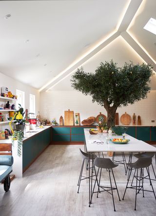 a kitchen with a large olive tree and led lit ceiling