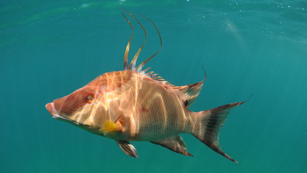 A hogfish swimming in the ocean