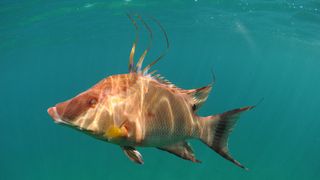 A hogfish swimming in the ocean