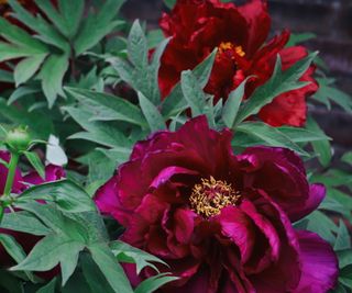 Peony in deep red shade with yellow stamens