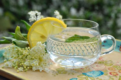 Elderflower cordial in a glass with elderflowers and lemon