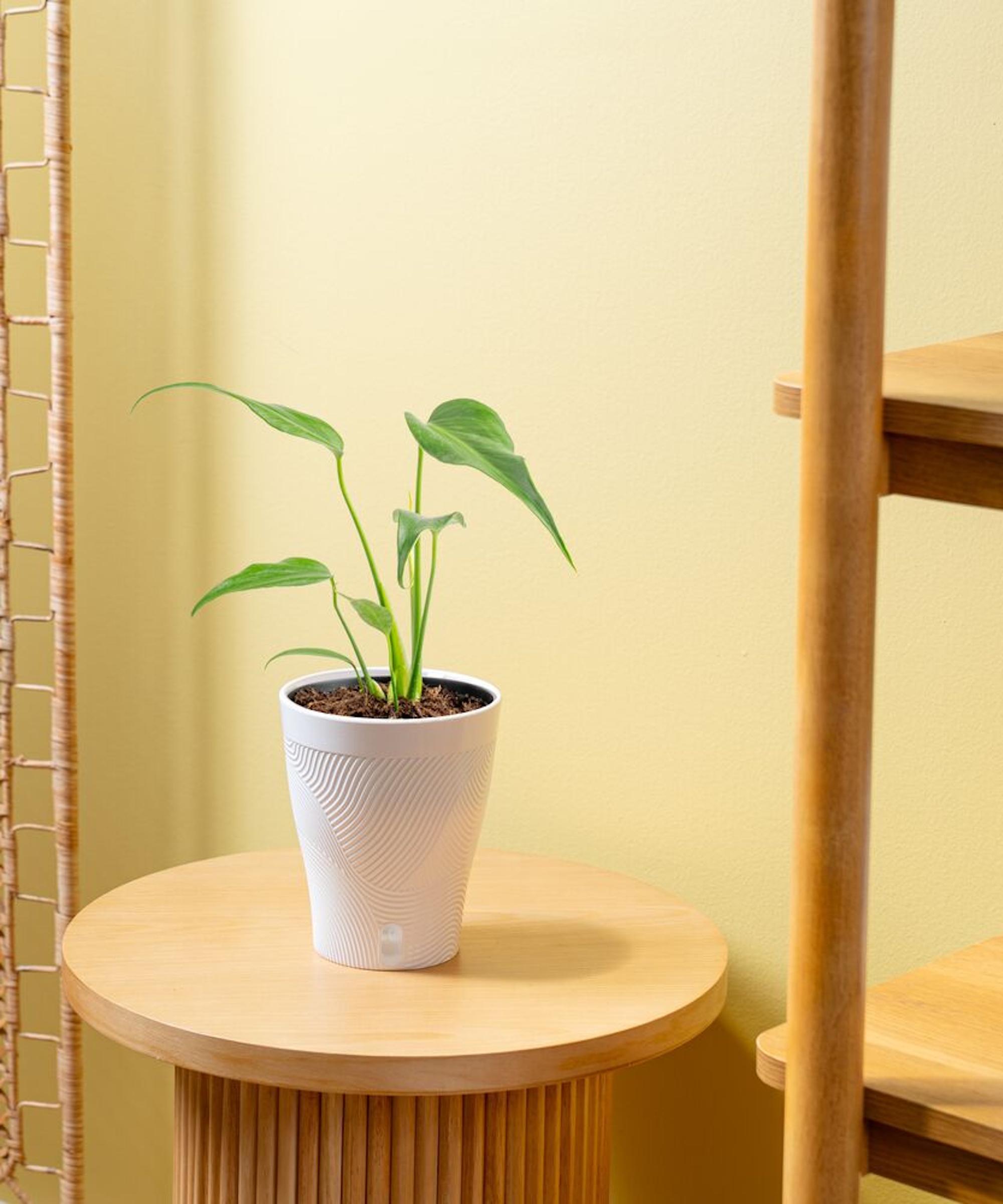 Costa Farms 'Blue Marx Flame' monstera