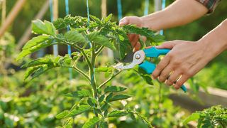 Person pruning tomatoes in sunlight