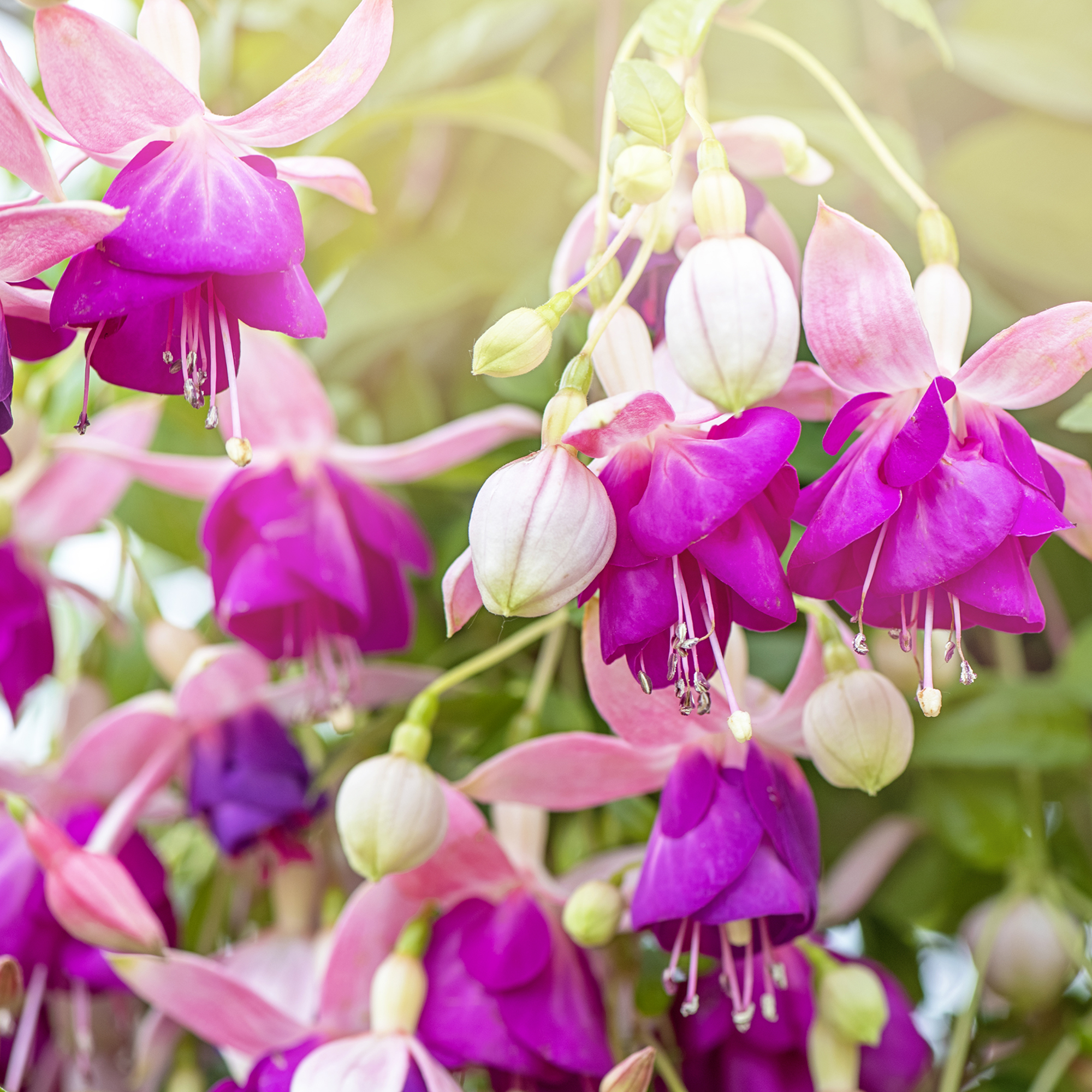 Fuchsia 'Rose of Denmark' vibrant pink summer flowers