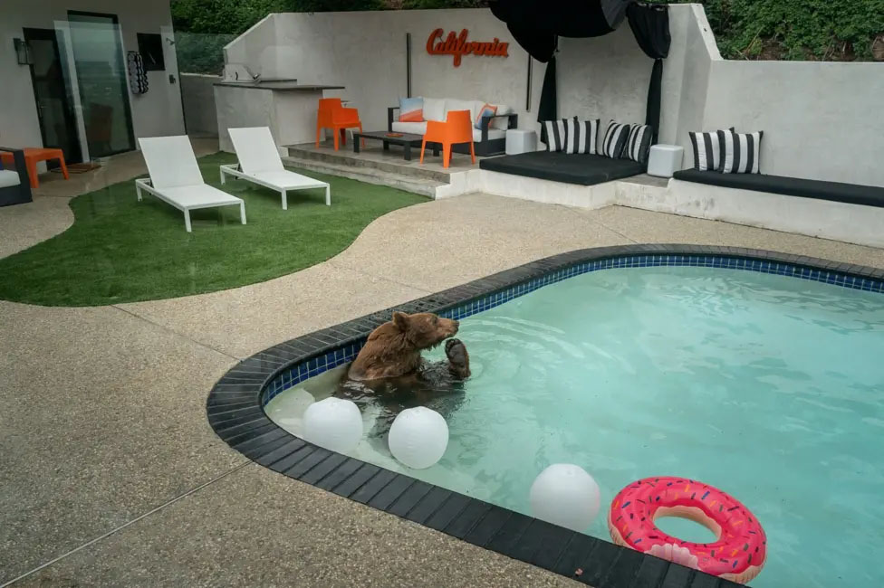 A photo of a bear in a swimming pool.