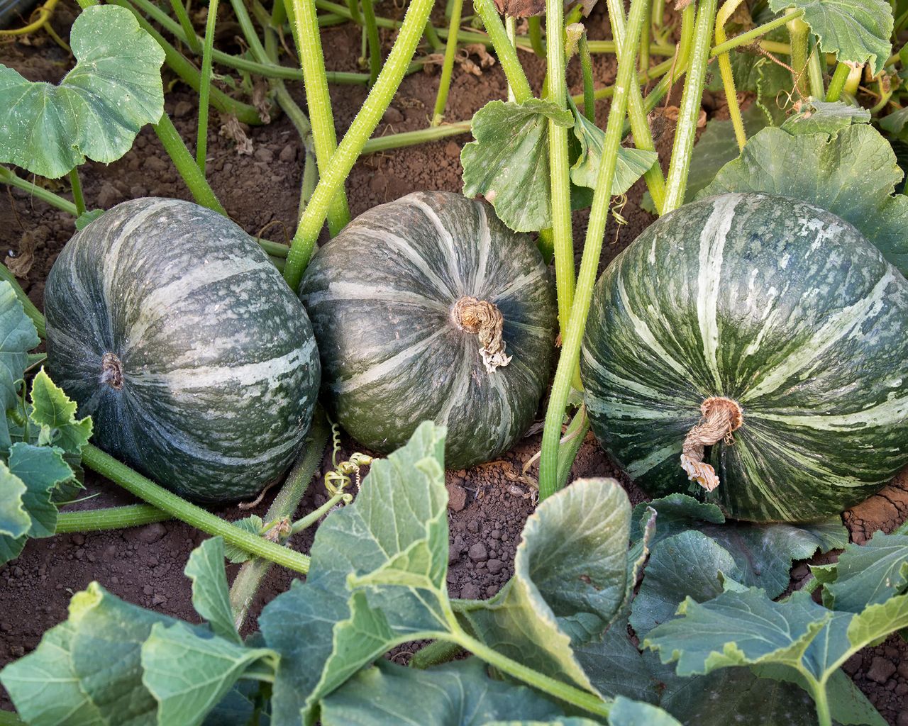 How and when to harvest winter squash top tips for picking Gardeningetc