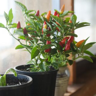 How to grow chillis in pots: a potted chilli pepper plant sits on a kitchen windowsill