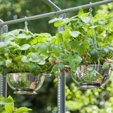 Strawberries growing in colander hanging baskets