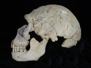 Another hominin skull (dubbed Skull 15) discovered in the Sima de los Huesos cave in Spain.