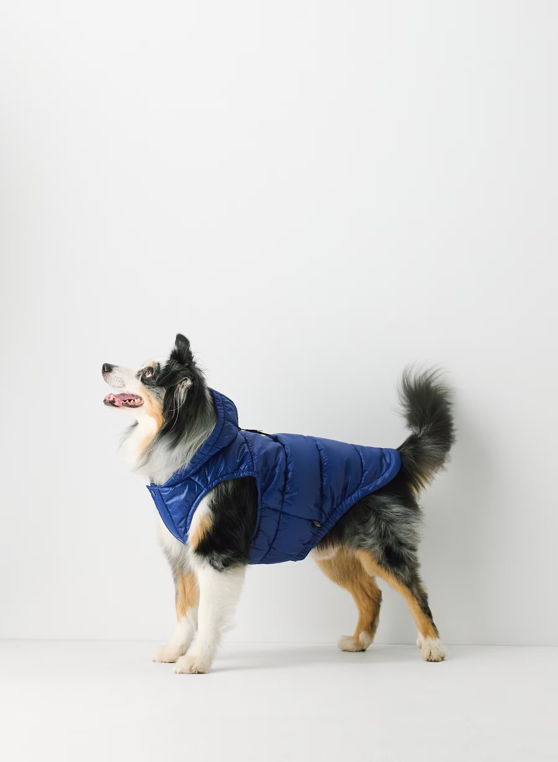 Aritzia super ruff puffer jacket for dogs