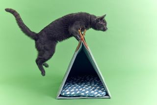 Ikea Utsådd pets collection modelled by a cat jumping over a tent
