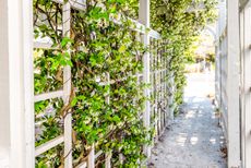 jasmine plant climbing across an outdoor fence