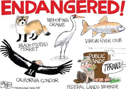 Editorial Cartoon U.S. California Forests Endangered Species