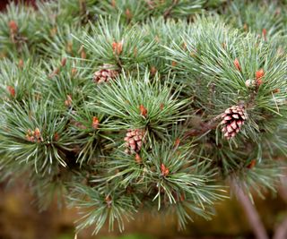 Scots Pine Pinus sylvestris "Beuvronensis" Pinaceae