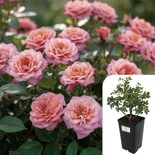 1 X Rosa &amp;lsquo;nice Day&amp;rsquo; &amp;ndash; 3l Potted Climbing Rose &amp;ndash; Salmon Pink Clusters With Peach Tones &amp;ndash; Slightly Fragrant, Repeat Flowering &amp;ndash; Compact Climber for Trellis, Walls &amp;amp; Patio Containers