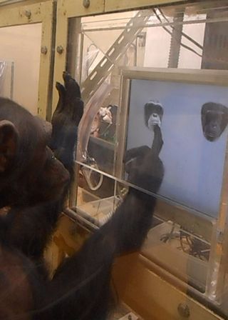 A study participant, a chimpanzee taps on a touchscreen to indicate recognition of another chimp's face.