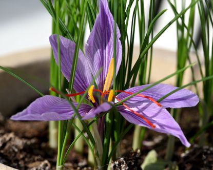 How To Grow Saffron: A Step-by-step Guide To Grow Saffron 