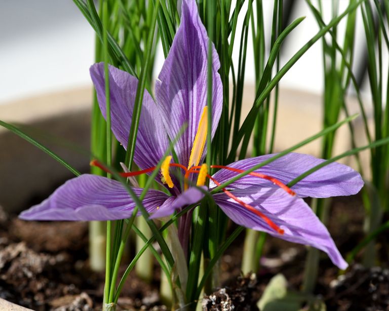 How to grow saffron a stepbystep guide to grow saffron Homes & Gardens