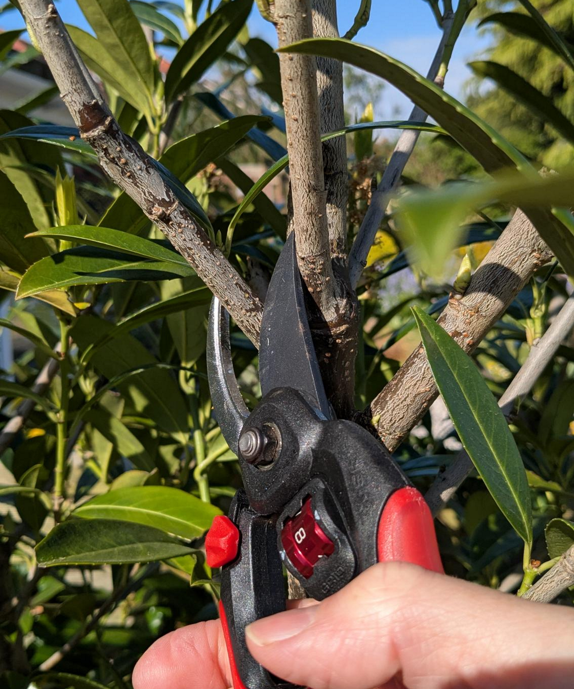 A pair Corona FlexDIAL ComfortGEL Bypass Pruners trimming a laurel stem