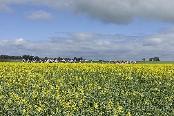 The large lead bunch of more than 35 riders.