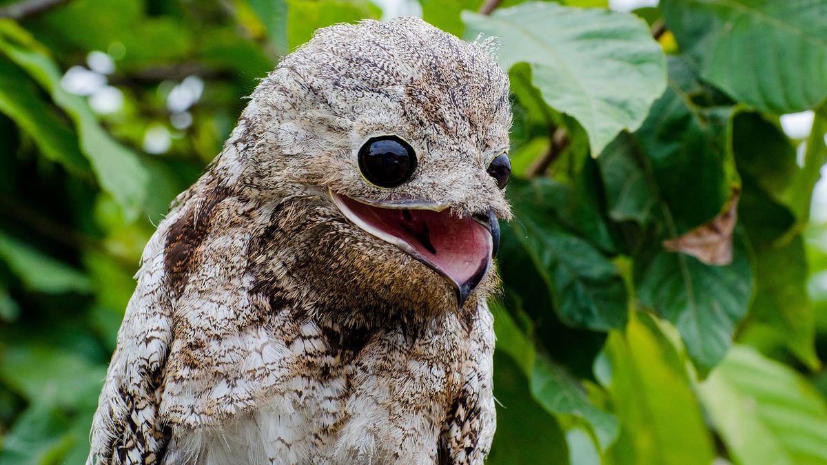 Profile photo of the great potoo (Nyctibius grandis) in front of big leaves.