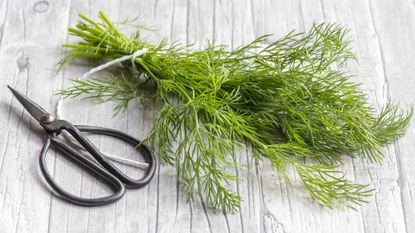 A bunch of fresh dill in how to grow dill