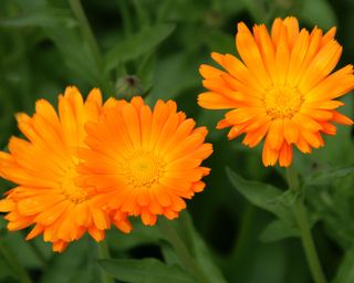 Close-up of orange calendula flowers