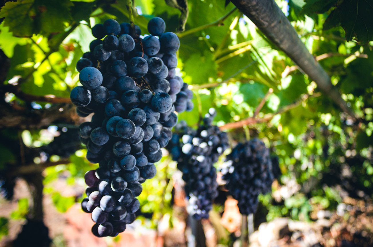 Algarve-Red-Grapes-GettyImages-1421414477.jpg