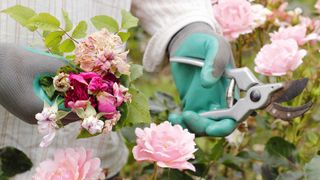 deadheading a rose with secateurs