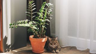ZZ plant sitting on the floor next to a brown tabby cat.