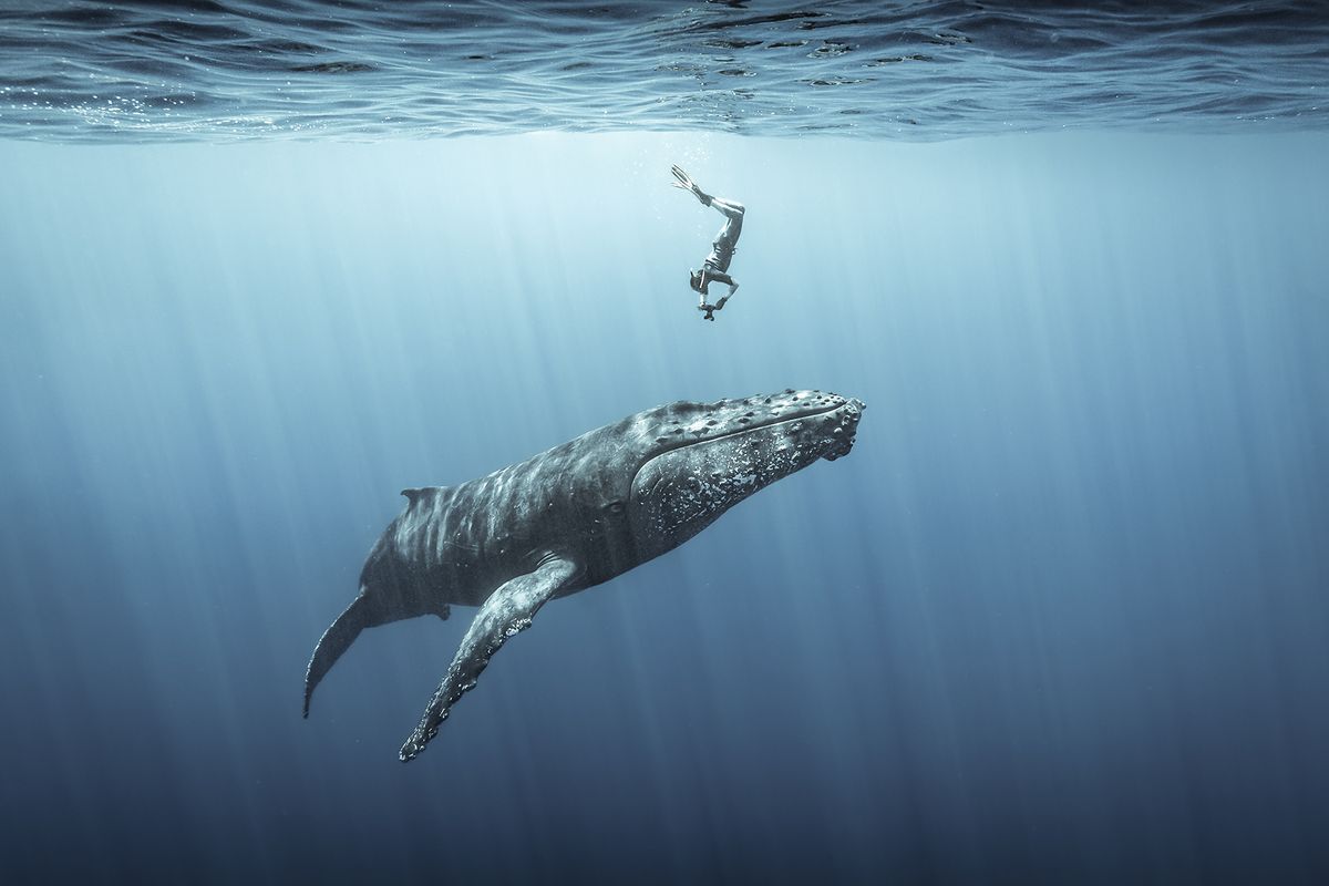 Ocean Photography Awards