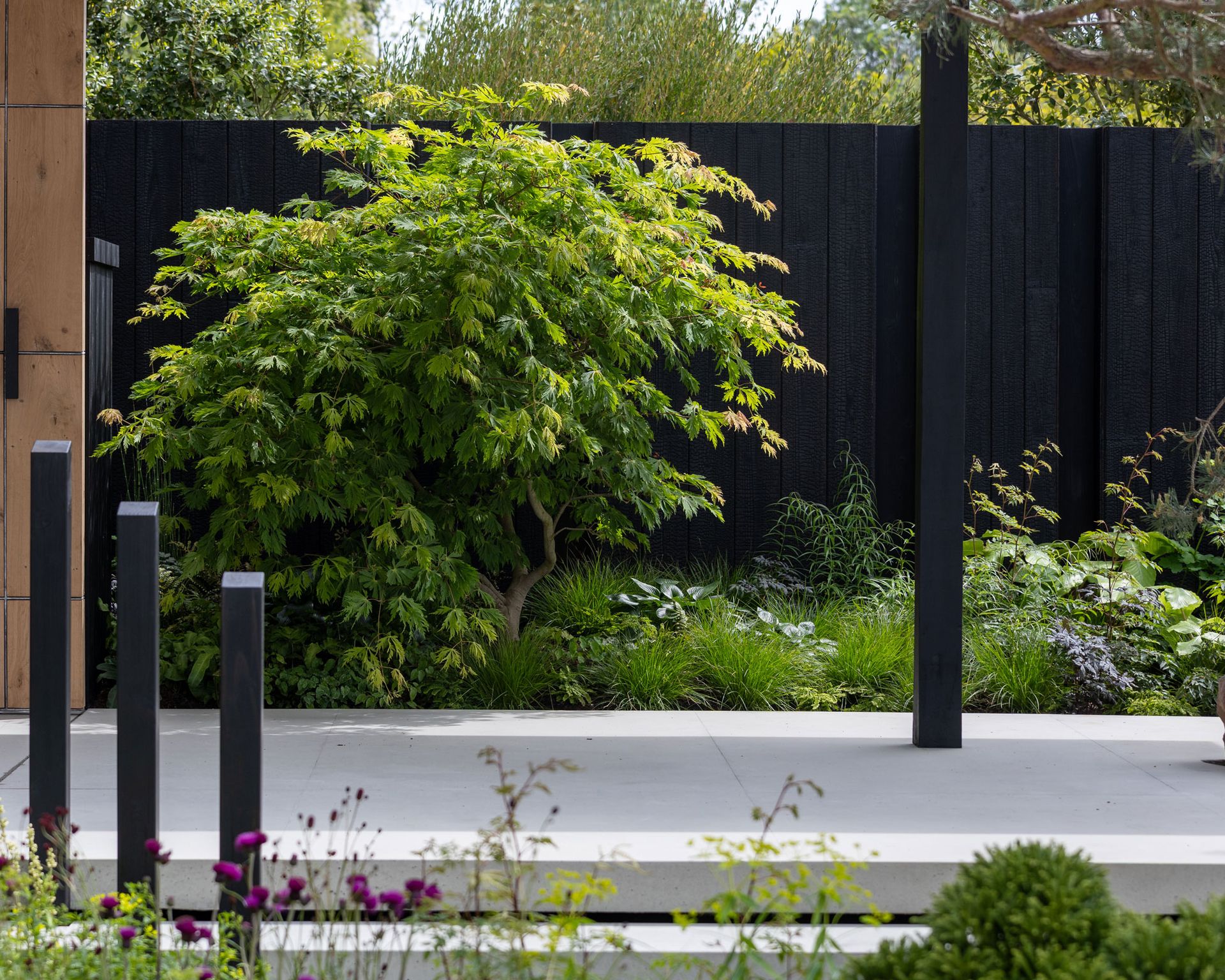 black painted fence with small ornamental tree and other planting