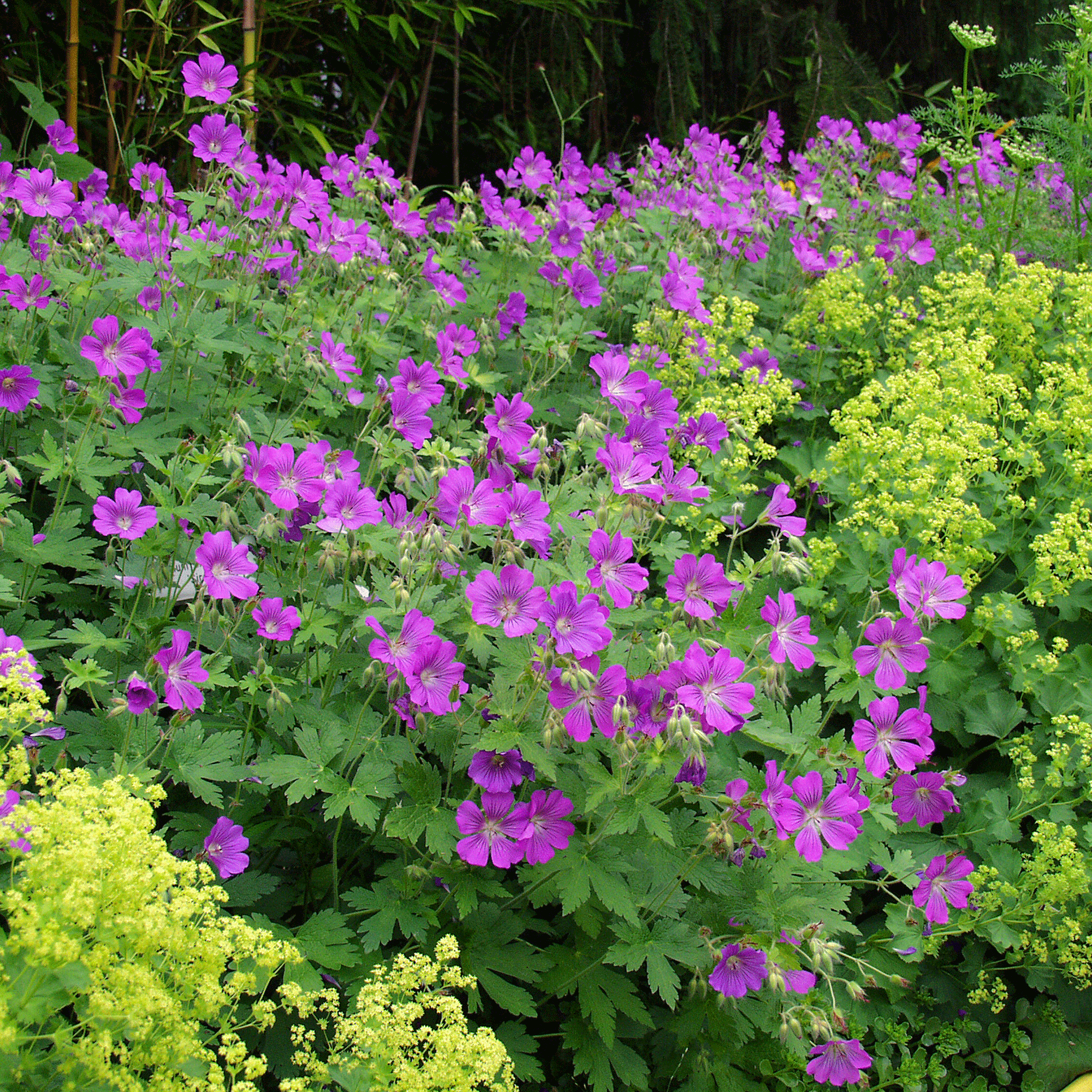 Geranium