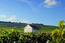 Roederer vineyards, Champagne