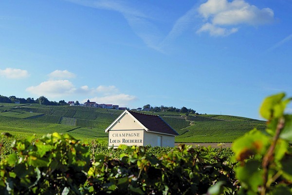 Roederer vineyards, Champagne