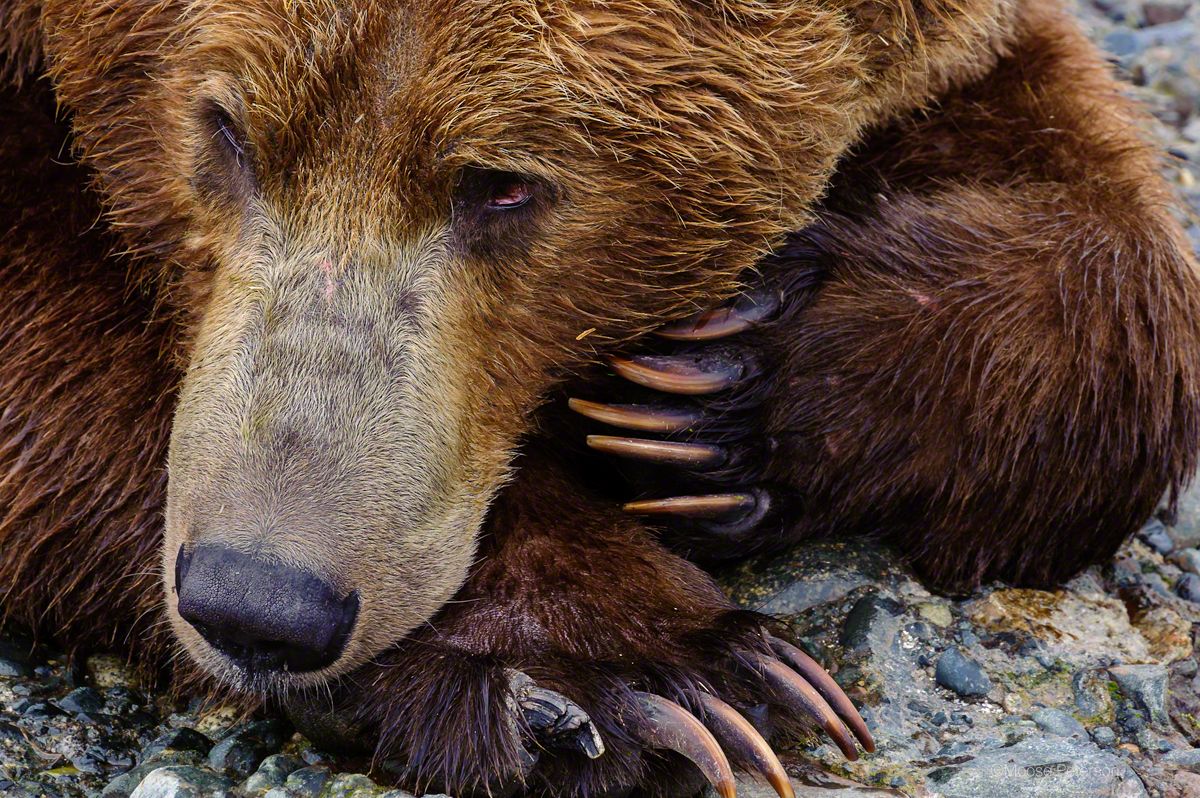 Photo of grizzly bear by Moose Peterson