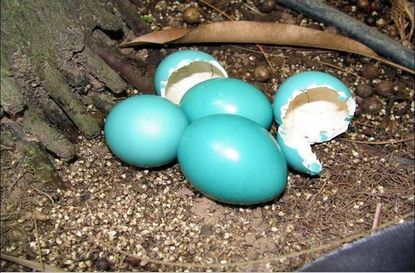 This bird's gorgeous eggs are naturally iridescent