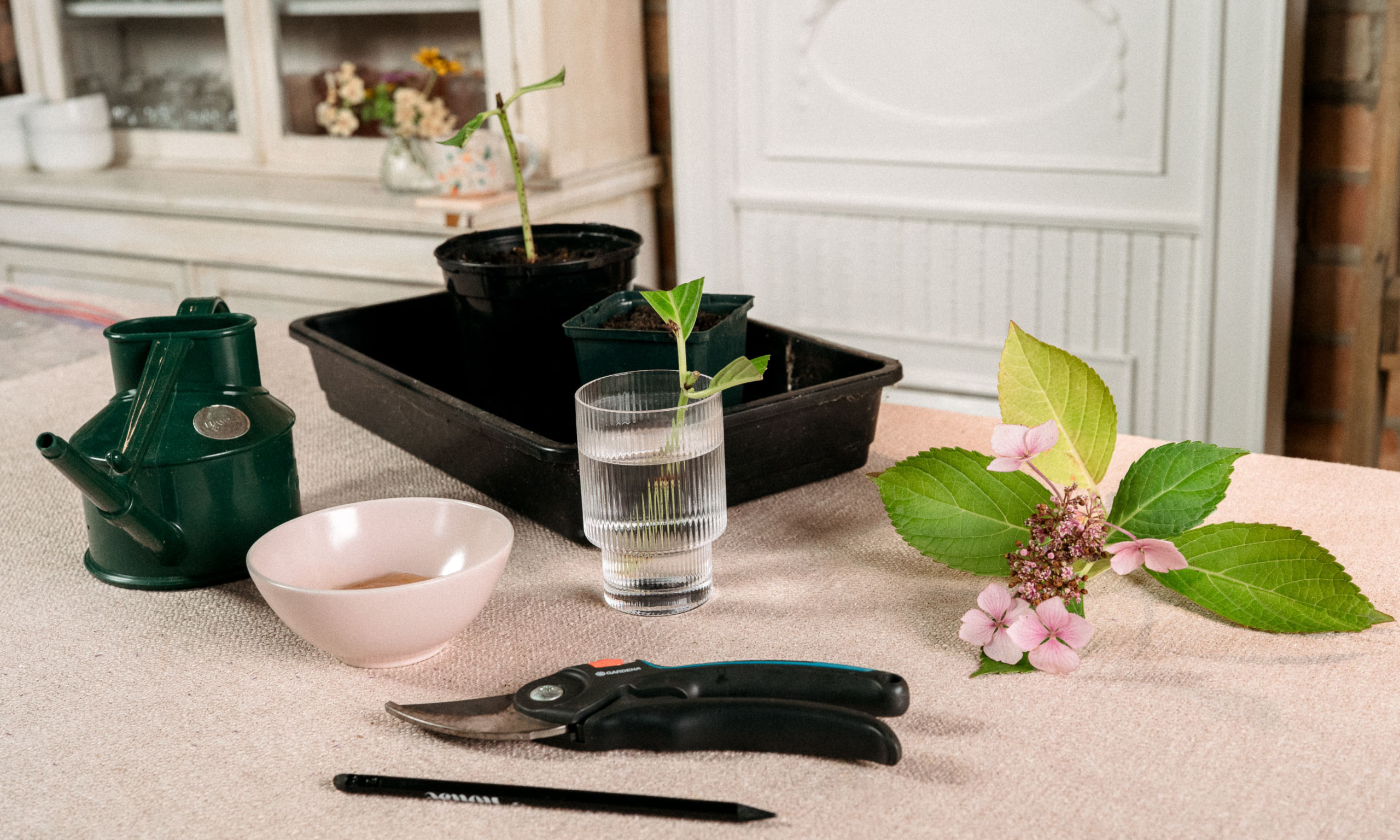 Table with pruning shears, Lacecap hydrangea stem, and other propagation kit