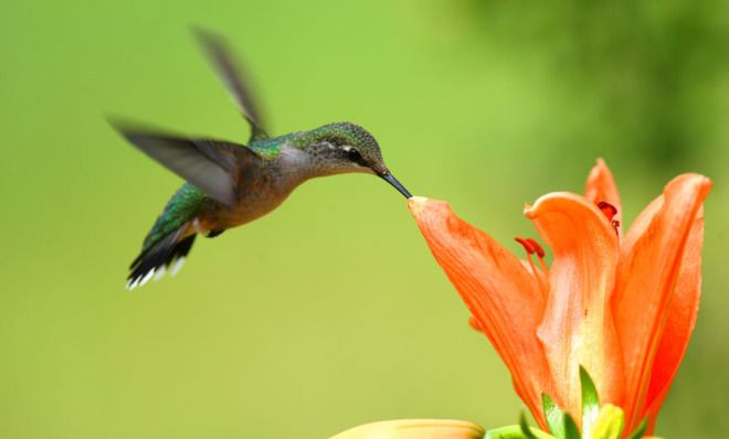 Hummingbird