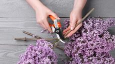 Hands preparing lilac cuttings on wooden table