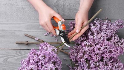 Hands preparing lilac cuttings on wooden table