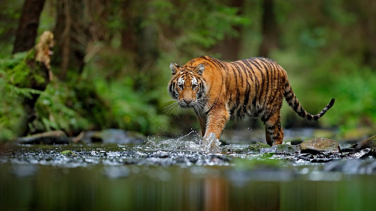 Tiger, orange, black, face, skin, white, eyes, animal, HD