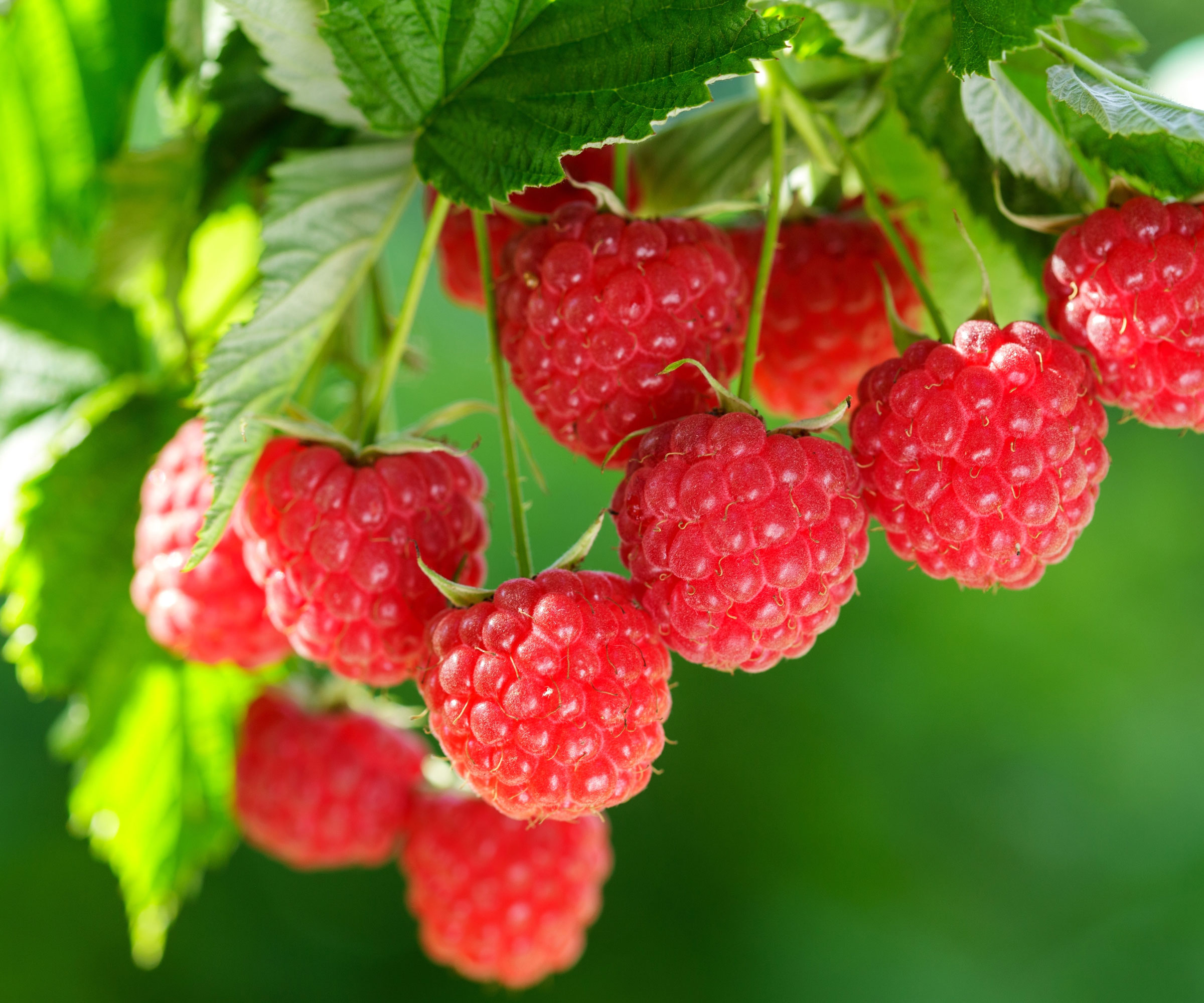 red raspberry fruits ripening on canes