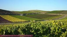 Rheinhessen