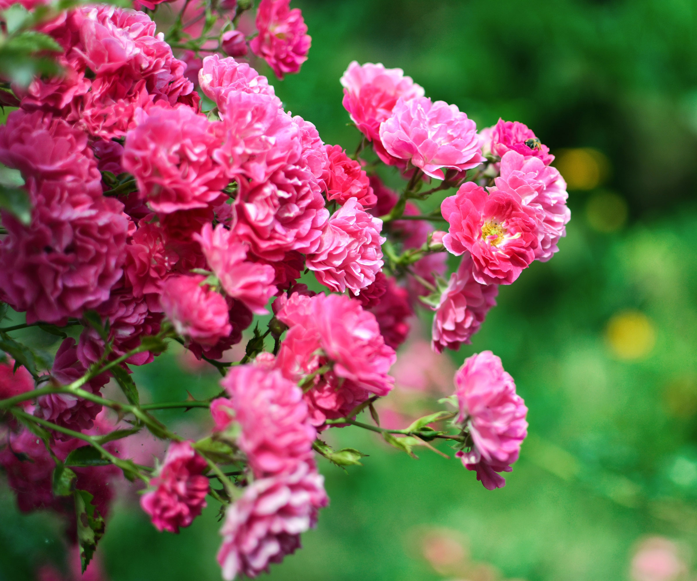rose Zephirine Drouhin with pink flowers