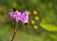 Purple Flowered Shooting Start Plant