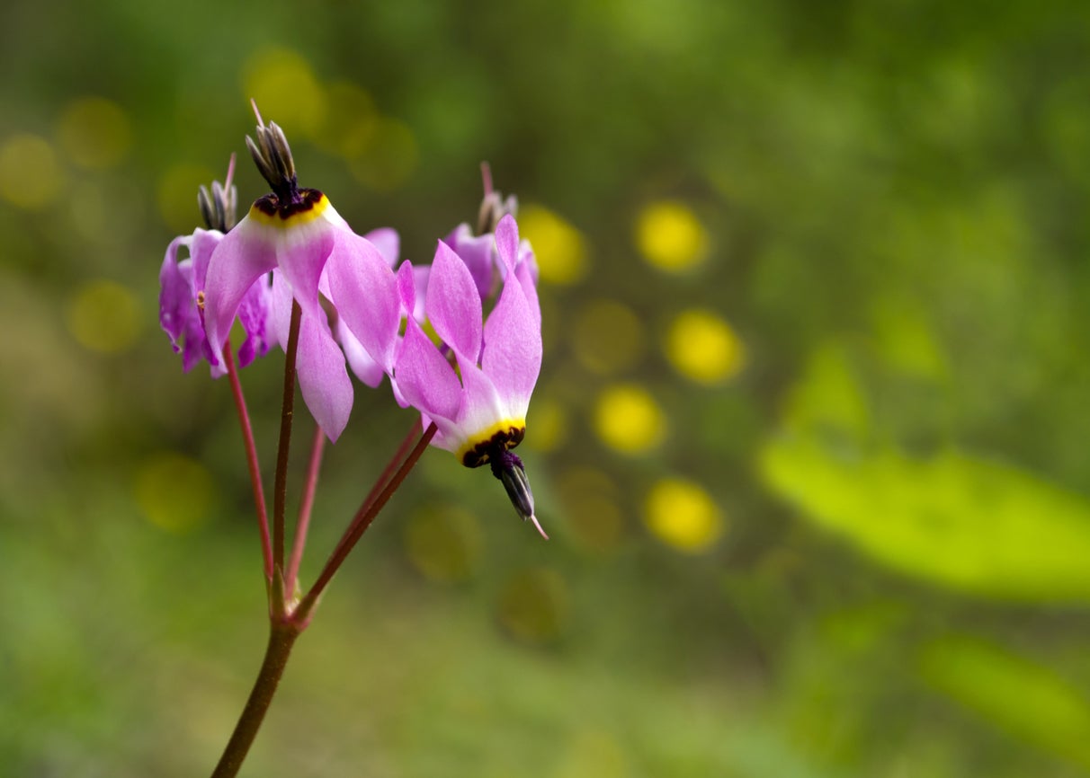Dodecatheon Flowers